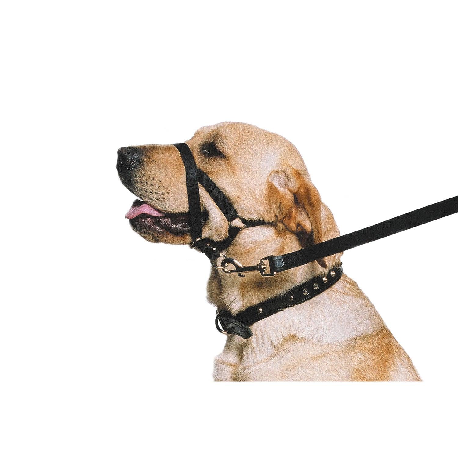 Ancol Nylon Training Halter Large Black - Ormskirk Pets