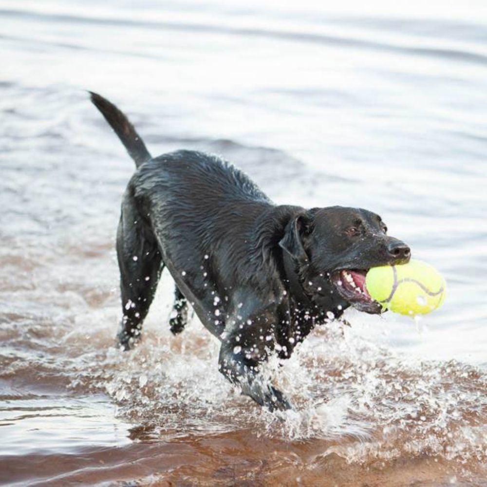 KONG AirDog Football - Ormskirk Pets