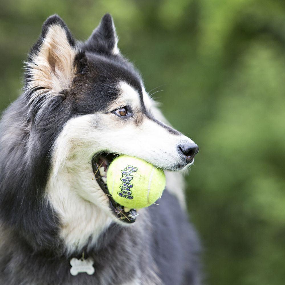 KONG AirDog Squeakair Ball - Ormskirk Pets