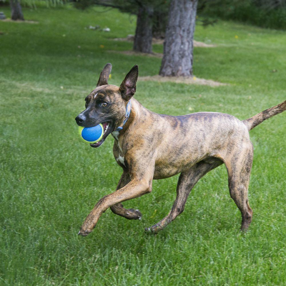 KONG Ultra Squeakair Balls - Ormskirk Pets