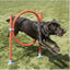 Rosewood Agility Hoop Jump