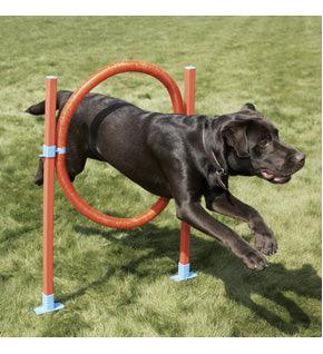 Rosewood Agility Hoop Jump