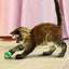 KONG Cat Tennis Ball - Ormskirk Pets