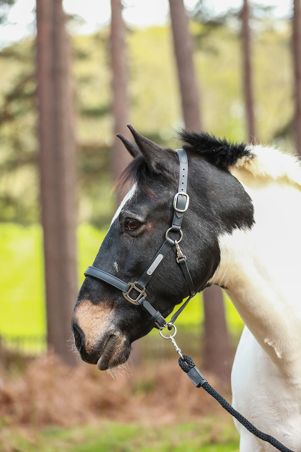 EQUILIBRIUM STELLAR HEADCOLLAR BLACK