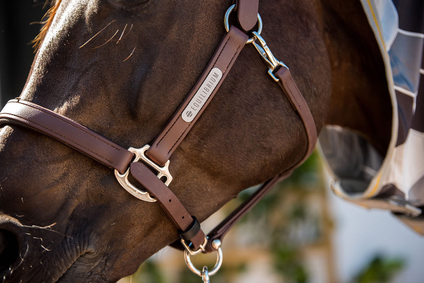 EQUILIBRIUM STELLAR HEADCOLLAR BROWN