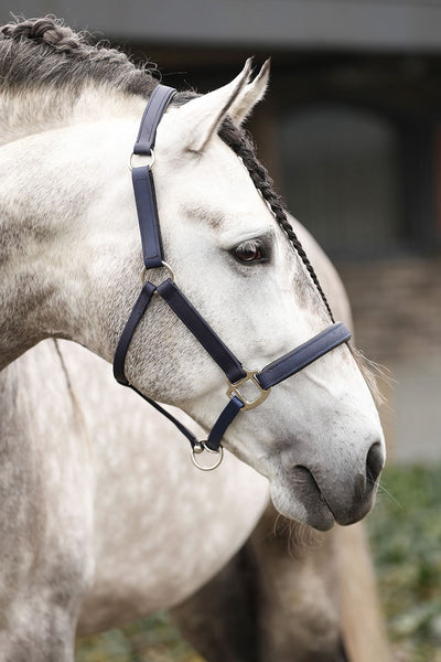 EQUILIBRIUM STELLAR HEADCOLLAR NAVY