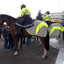 EQUISAFETY MERCURY EXERCISE RUG YELLOW - Ormskirk Pets