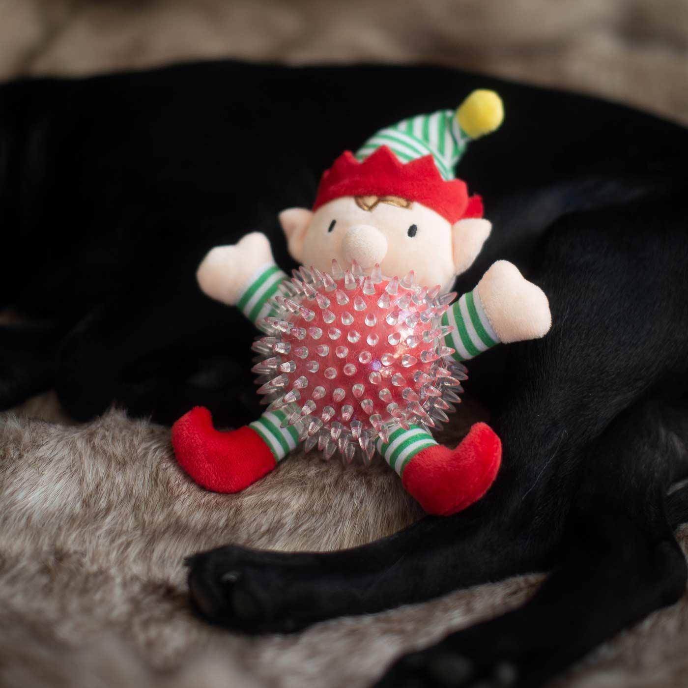 Good Boy Elfie Bobble Ball - Ormskirk Pets