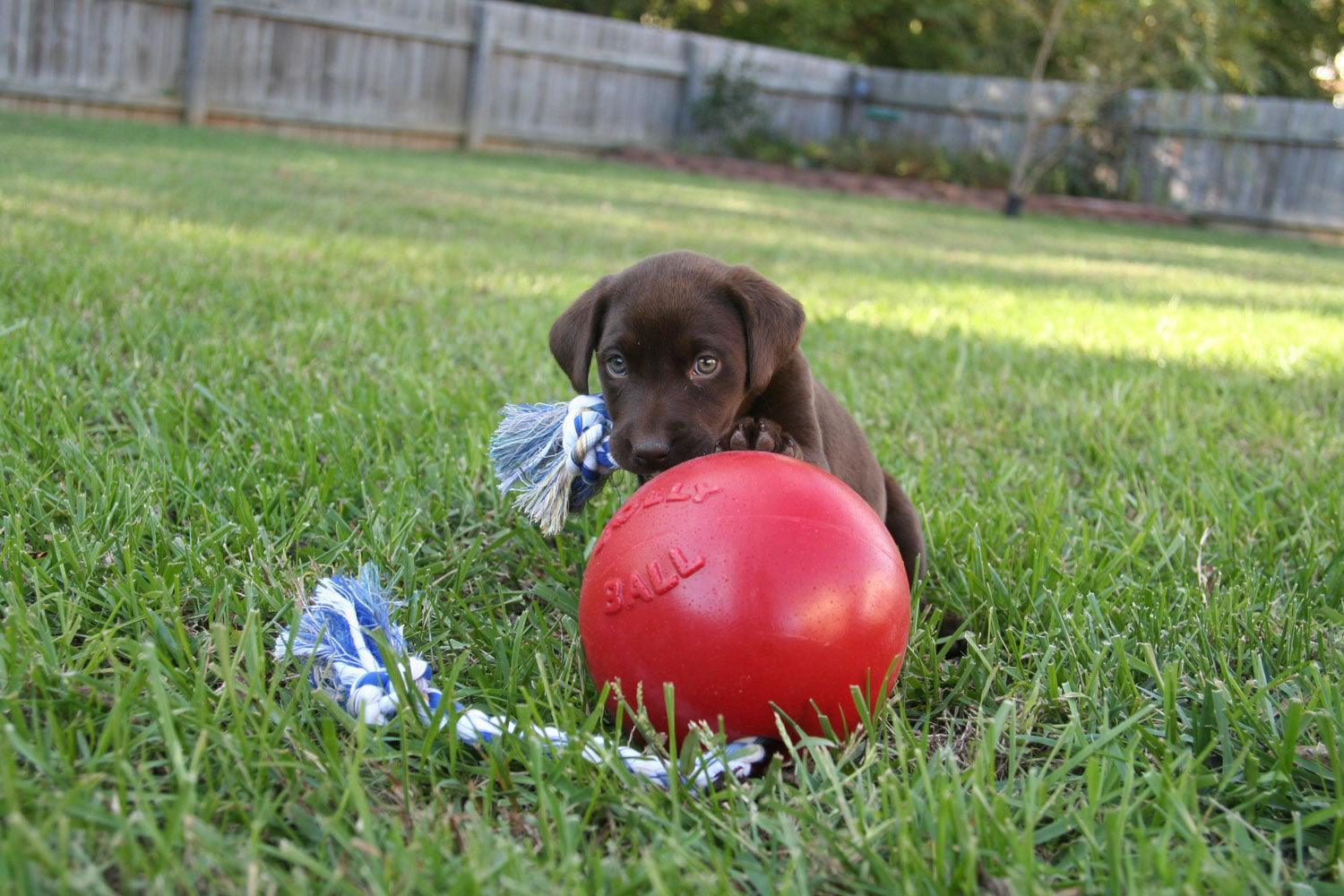 Jolly Pets Romp-N-Roll 4.5" Red - Ormskirk Pets