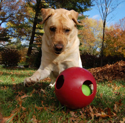 Jolly Pets Teaser Ball 6" Red - Ormskirk Pets