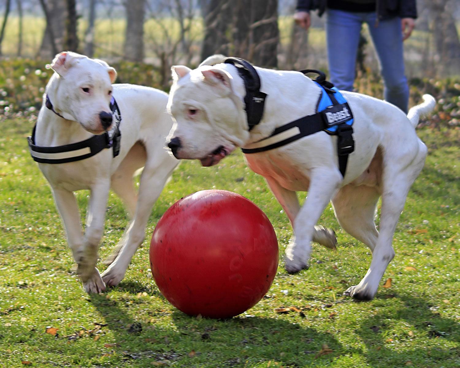 Jolly Pets Push-N-Play 14" Red - Ormskirk Pets