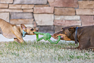 Jolly Pets Gentle Tug Rope Toy Large/Xlarge Green/Black - Ormskirk Pets