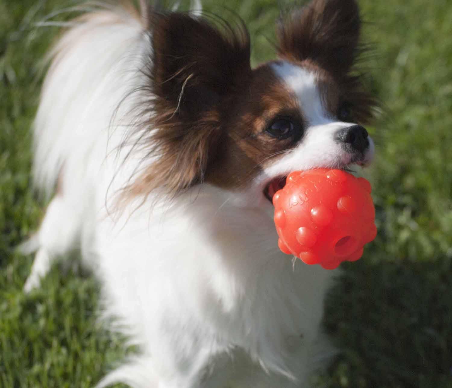 Jolly Pets Jolly Jumper 4" Orange - Ormskirk Pets