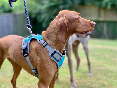 Henry Wag Dog Travel Harness Small Blue/Grey - Ormskirk Pets