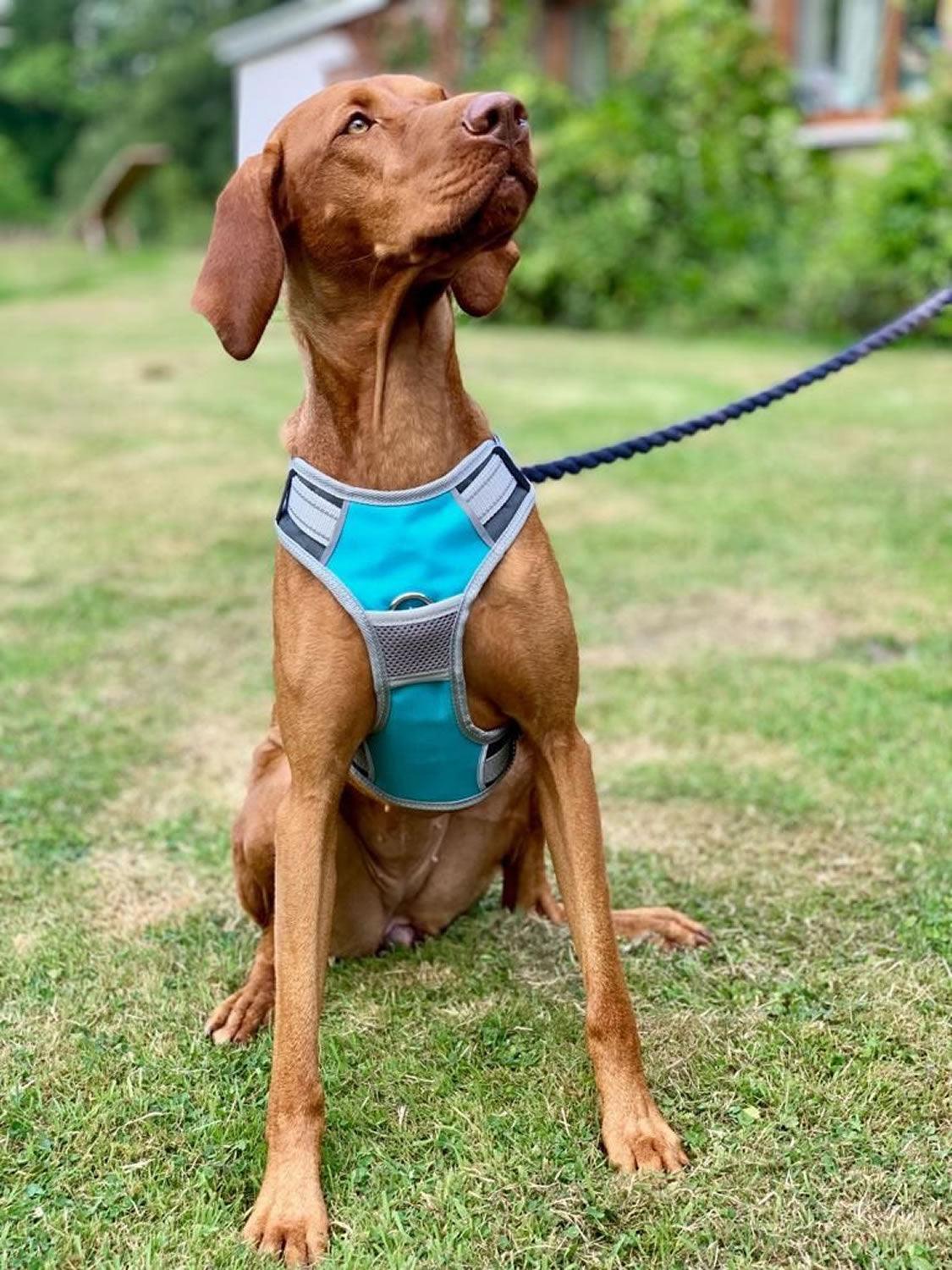 Henry Wag Dog Travel Harness Large Blue/Grey - Ormskirk Pets