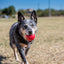 KONG Ball With Hole - Ormskirk Pets