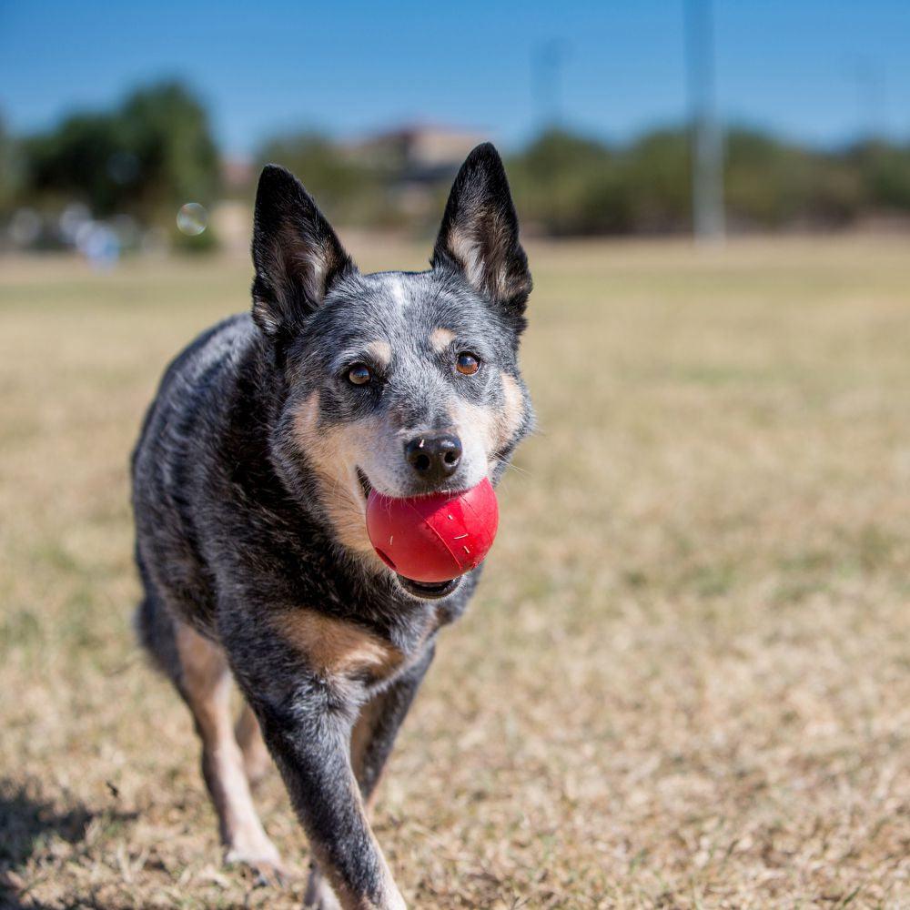 KONG Ball With Hole - Ormskirk Pets