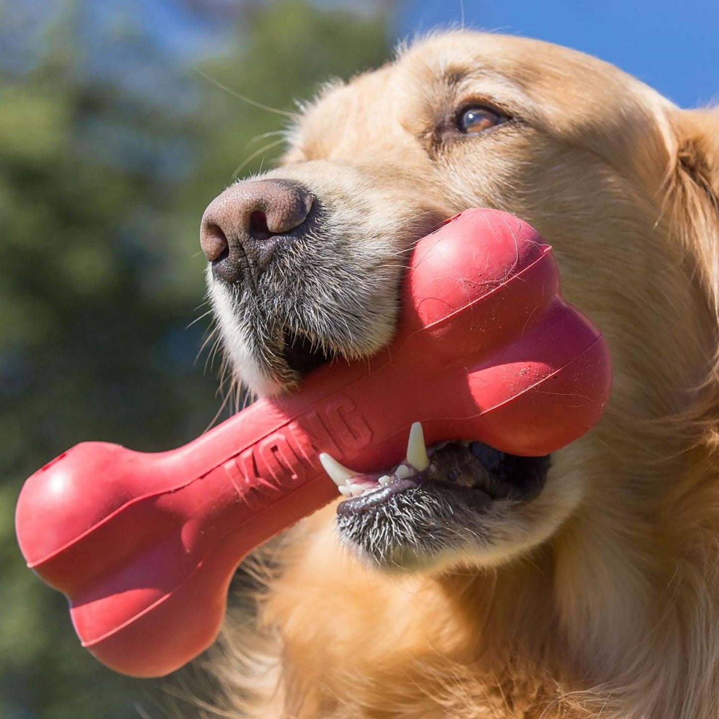 Kong Goodie Bone Large Red - Ormskirk Pets