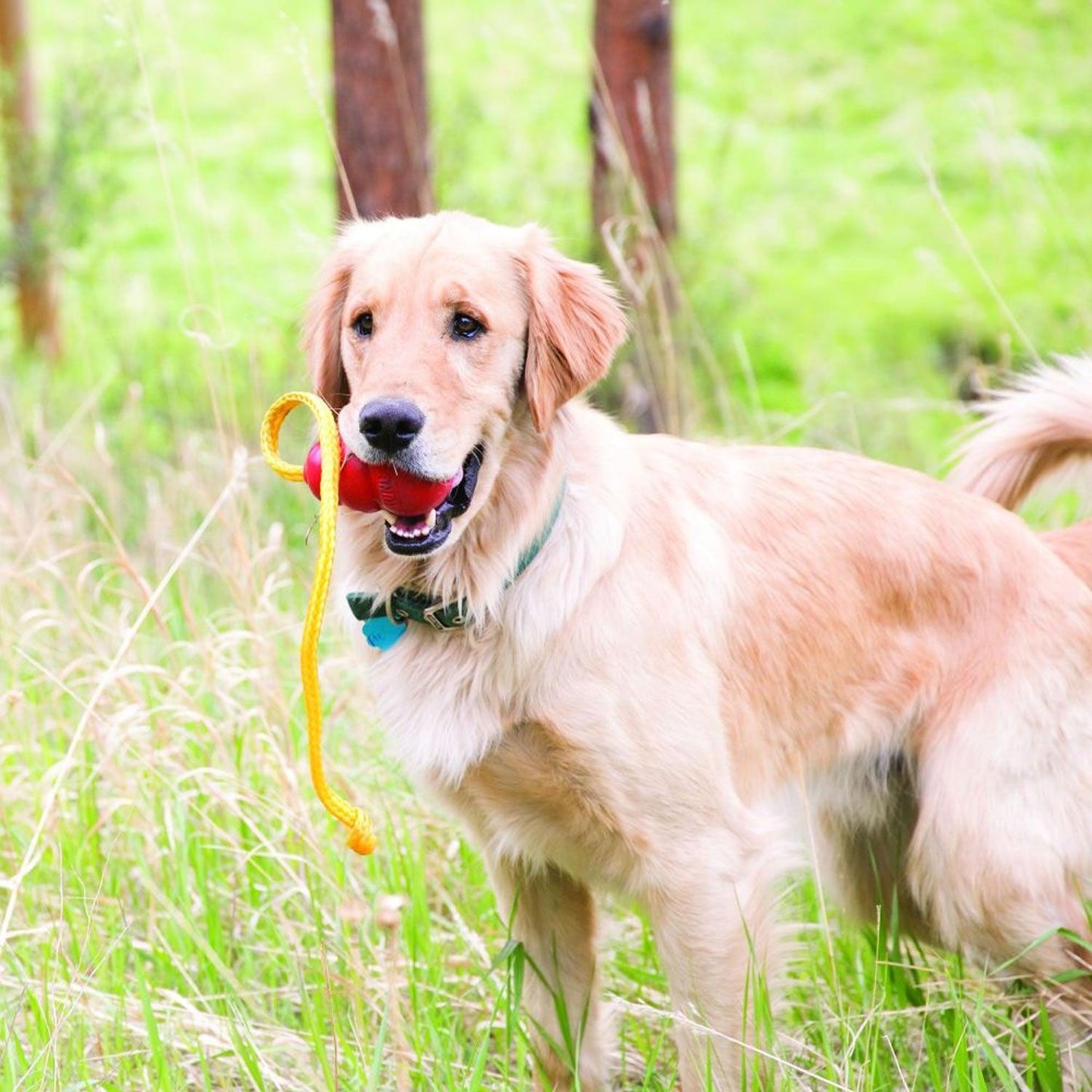 Kong Classic With Rope Xlarge Red/Yellow - Ormskirk Pets