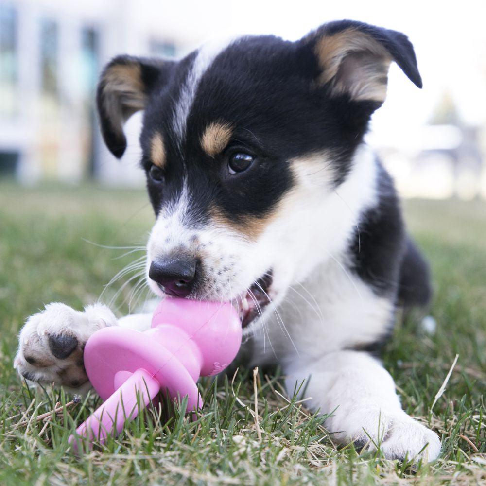 KONG Puppy Binkie - Ormskirk Pets