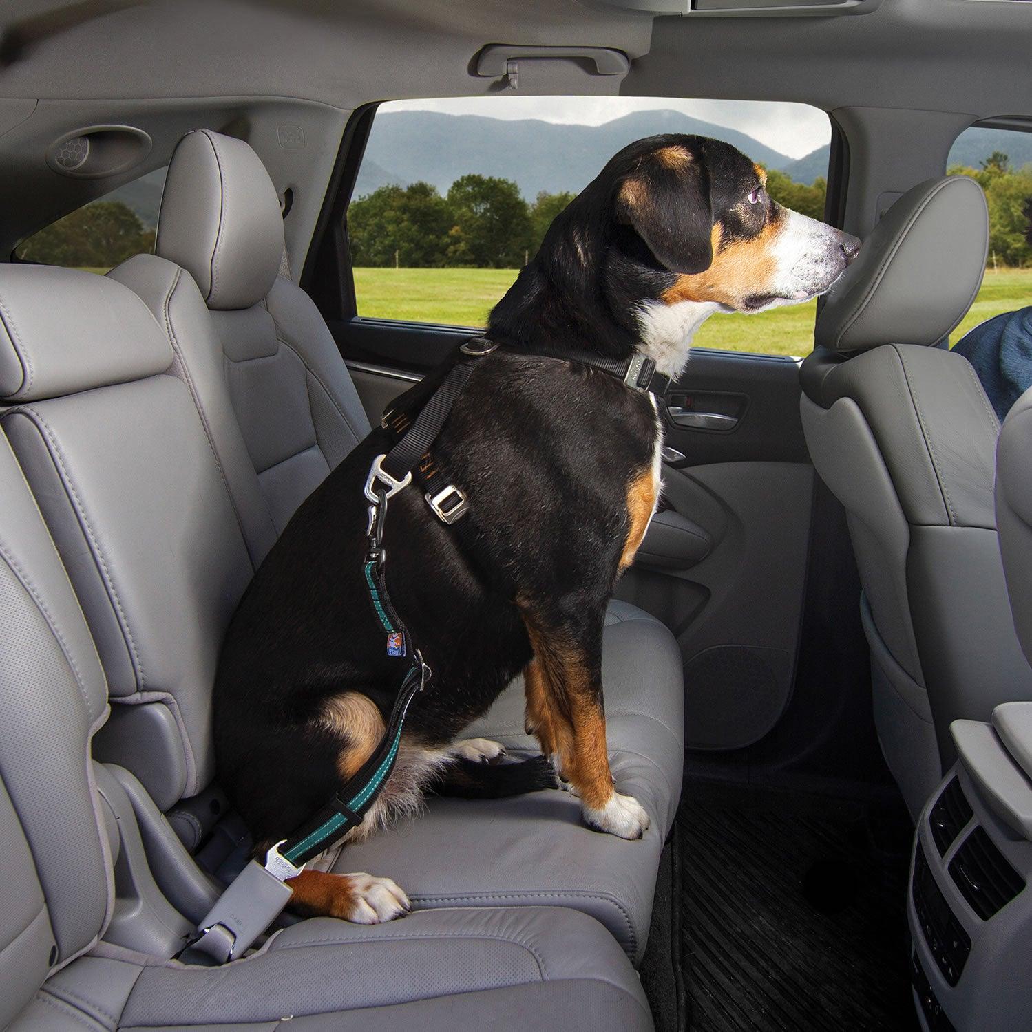 Kurgo Direct To Seatbelt Swivel Tether Blue Small - Ormskirk Pets