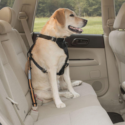 Kurgo Direct To Seatbelt Tether Black/Orange Small - Ormskirk Pets