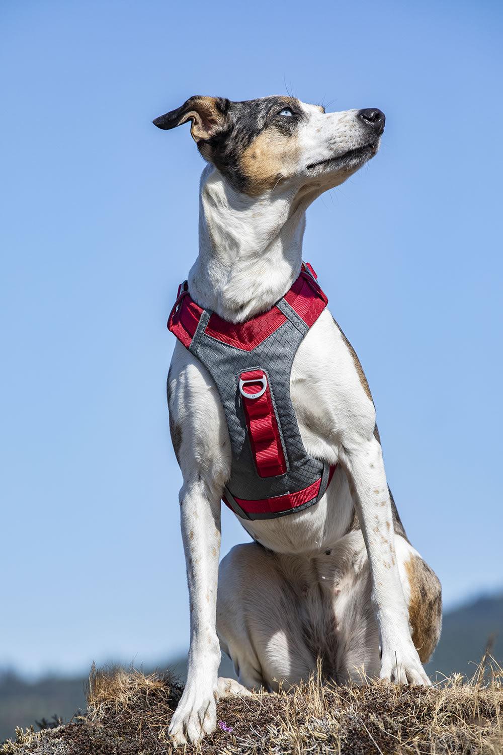 Kurgo Journey Air Harness Red Large - Ormskirk Pets