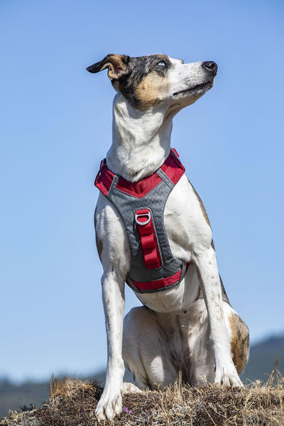 Kurgo Journey Air Harness Red Large - Ormskirk Pets