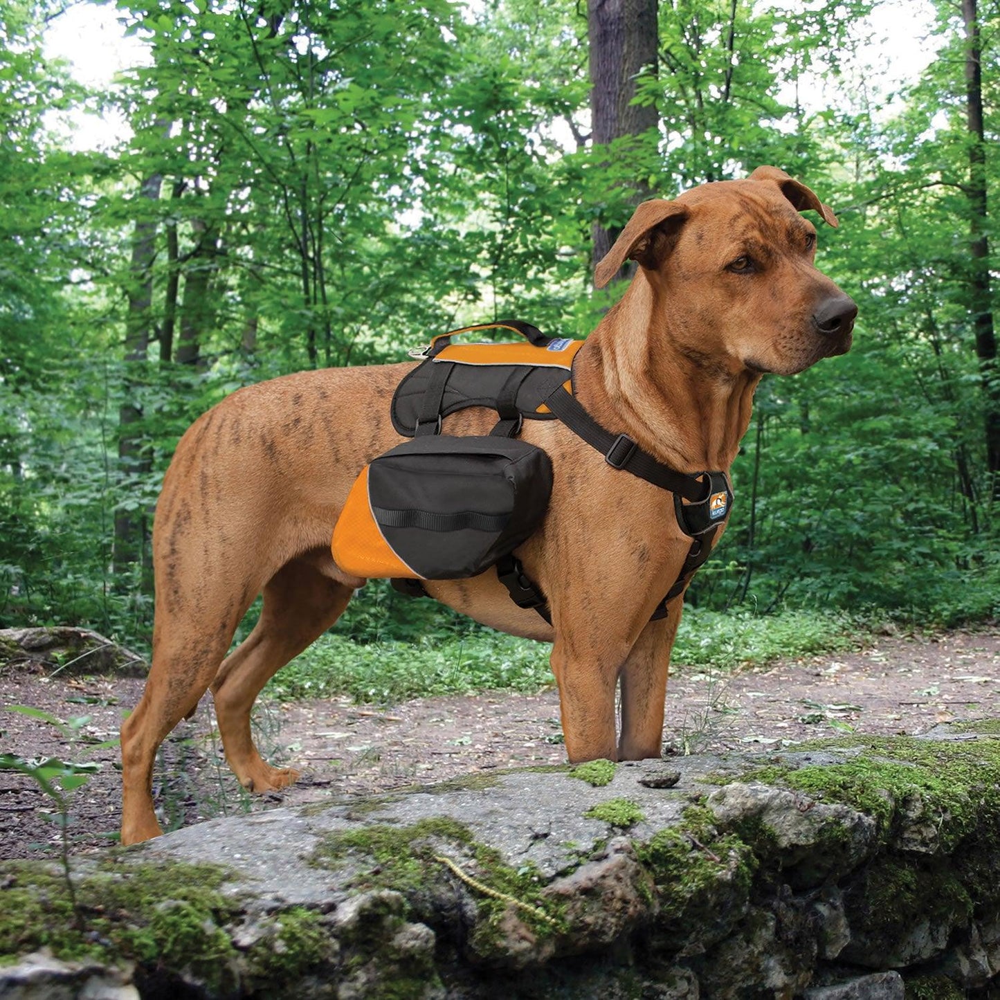 Kurgo Big Baxter Backpack 22-50 Kg Black/Orange - Ormskirk Pets