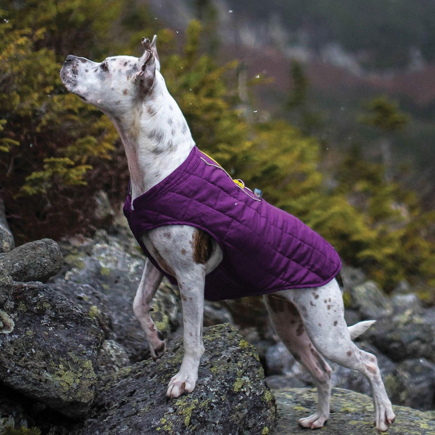 Kurgo Loft Jacket Dark Violet/Grey X-Small - Ormskirk Pets