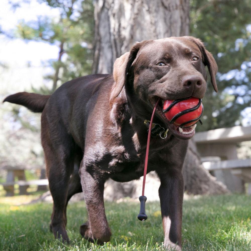 KONG Wavz Bunji Ball - Ormskirk Pets