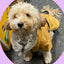 NEW LUXURY Happy Pet Sherpa Winter Coat Ochre Dog Puppy Coat - Ormskirk Pets