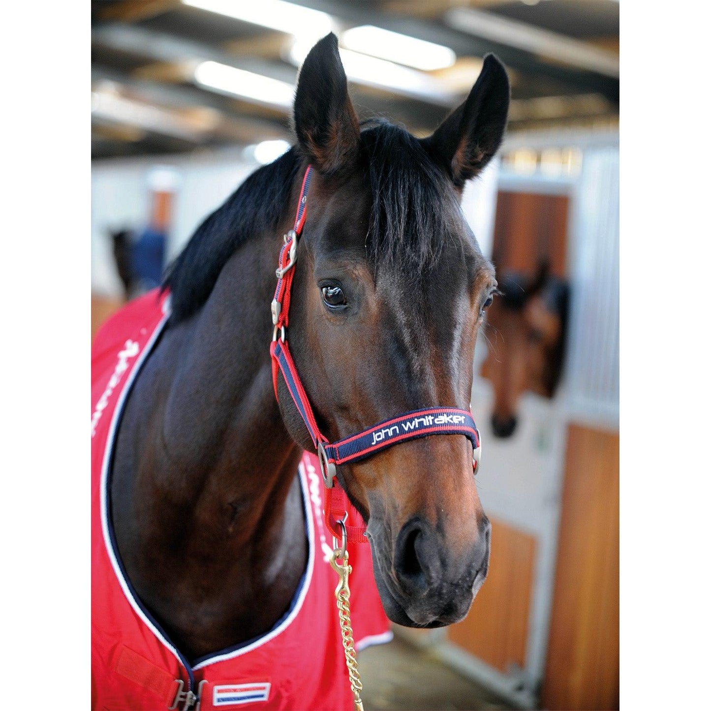 Whitaker Padded Fleece Headcollar Red/Navy Cob - Ormskirk Pets