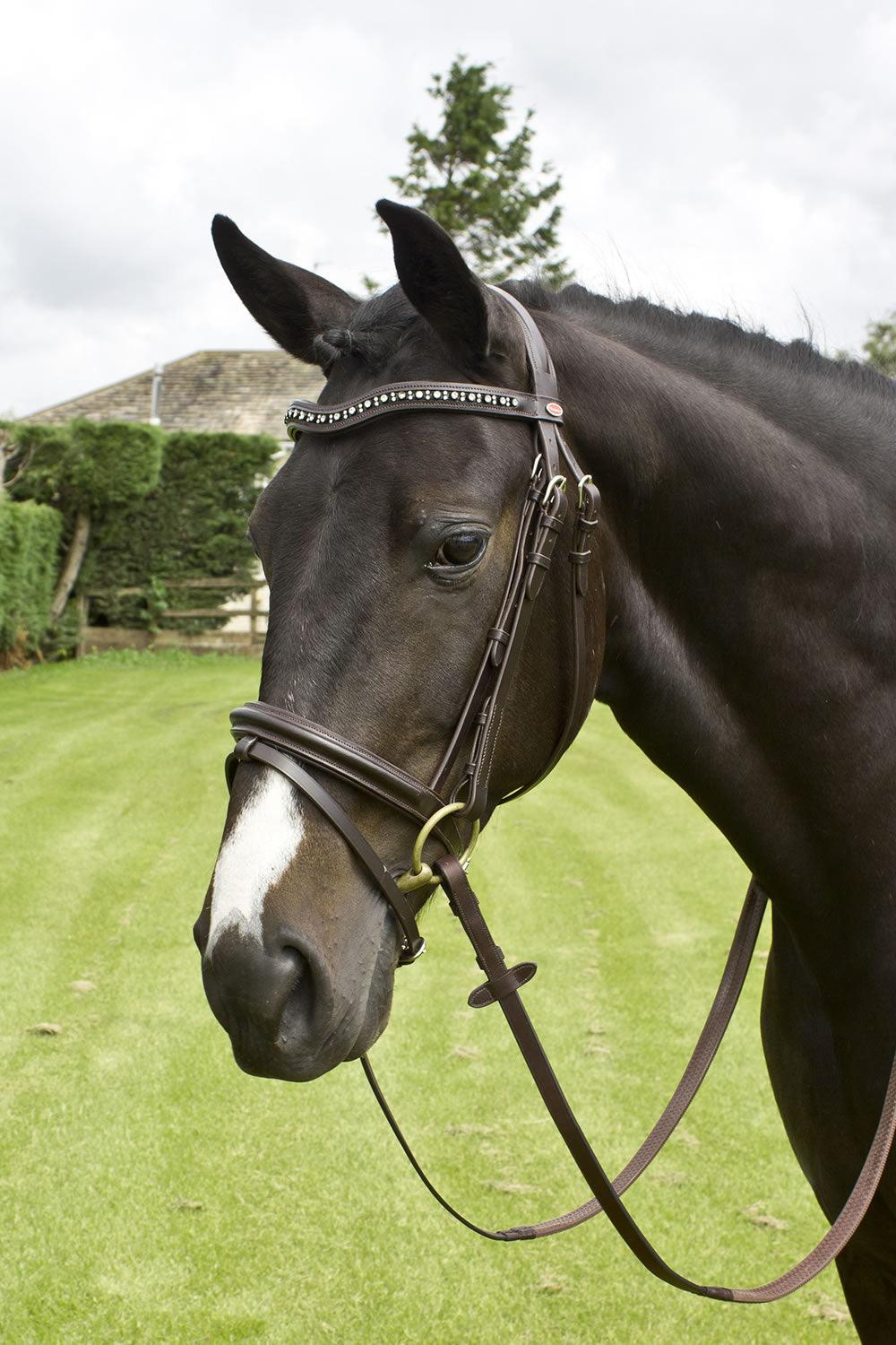 Whitaker Lynton Flash Bridle C/W Spare Browband Black Cob - Ormskirk Pets