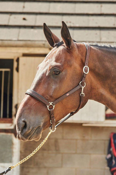 Whitaker Ready To Ride Leather Headcollar Havana Cob - Ormskirk Pets