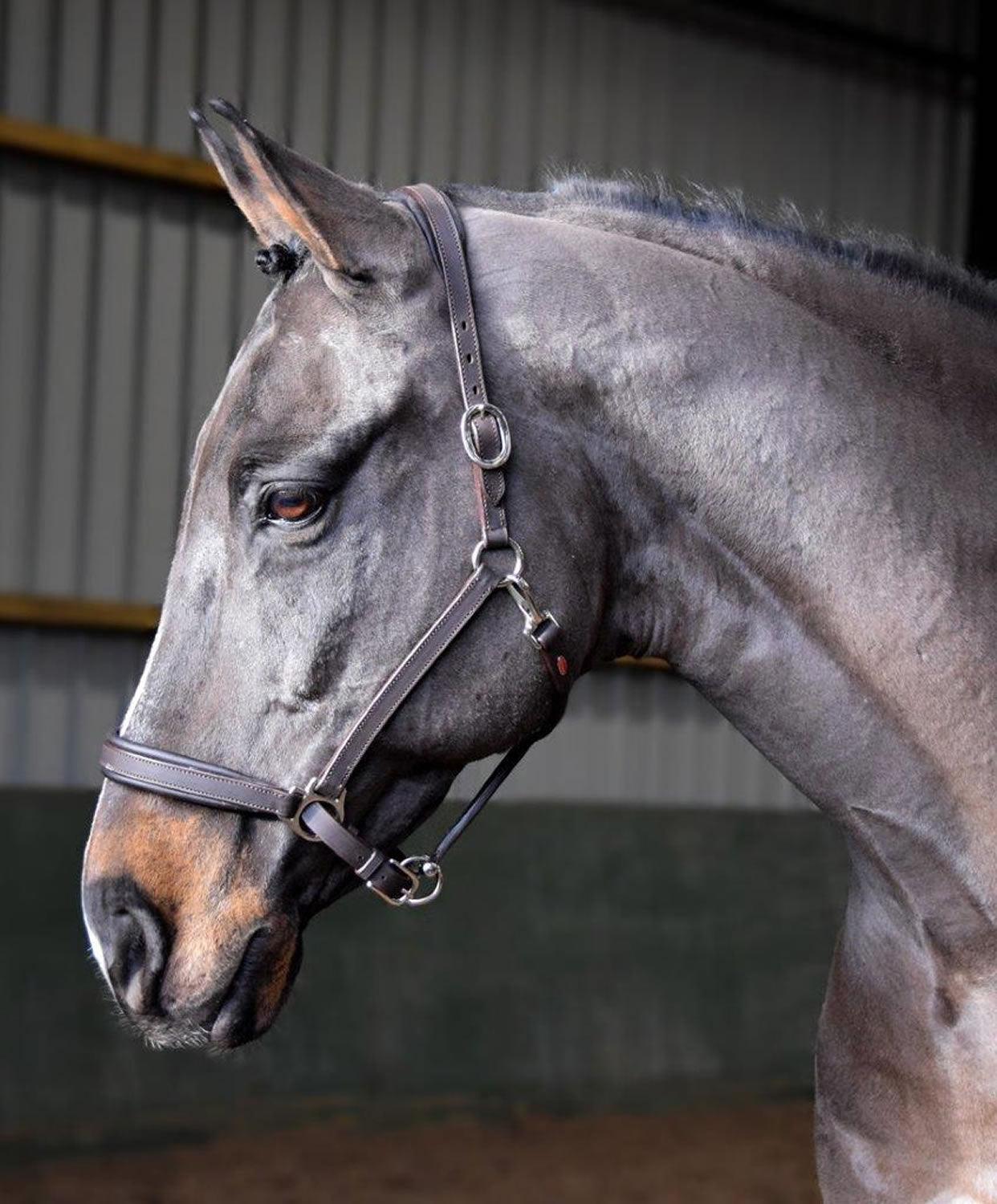 Whitaker Ready To Ride Leather Headcollar Black Full - Ormskirk Pets