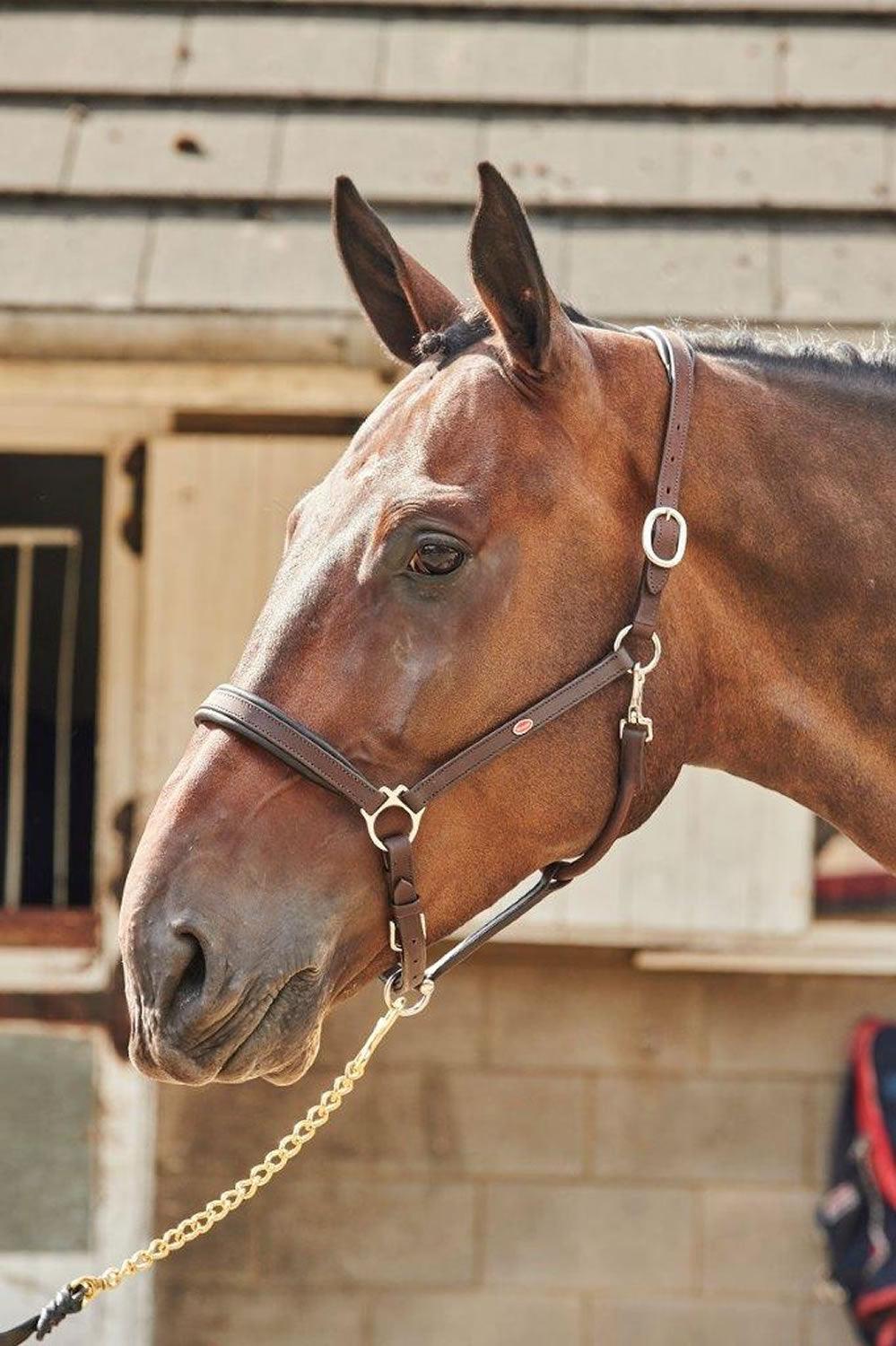 Whitaker Ready To Ride Leather Headcollar Havana Full - Ormskirk Pets