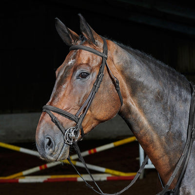 Whitaker Ready To Ride Flash Bridle Full Black - Ormskirk Pets