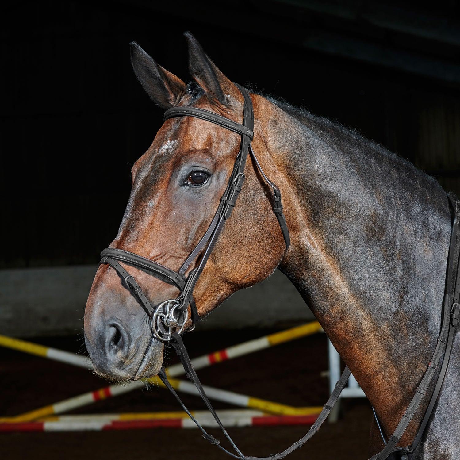 Whitaker Ready To Ride Flash Bridle Xfull Black - Ormskirk Pets