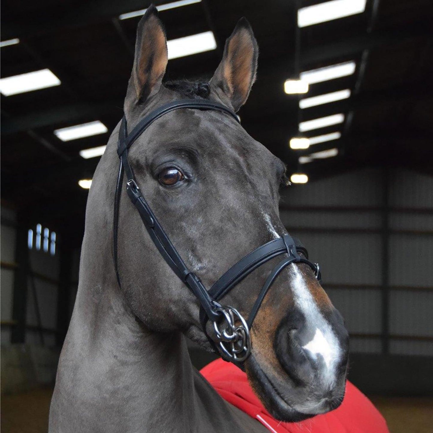 Whitaker Ready To Ride Snaffle Bridle Cob Black - Ormskirk Pets