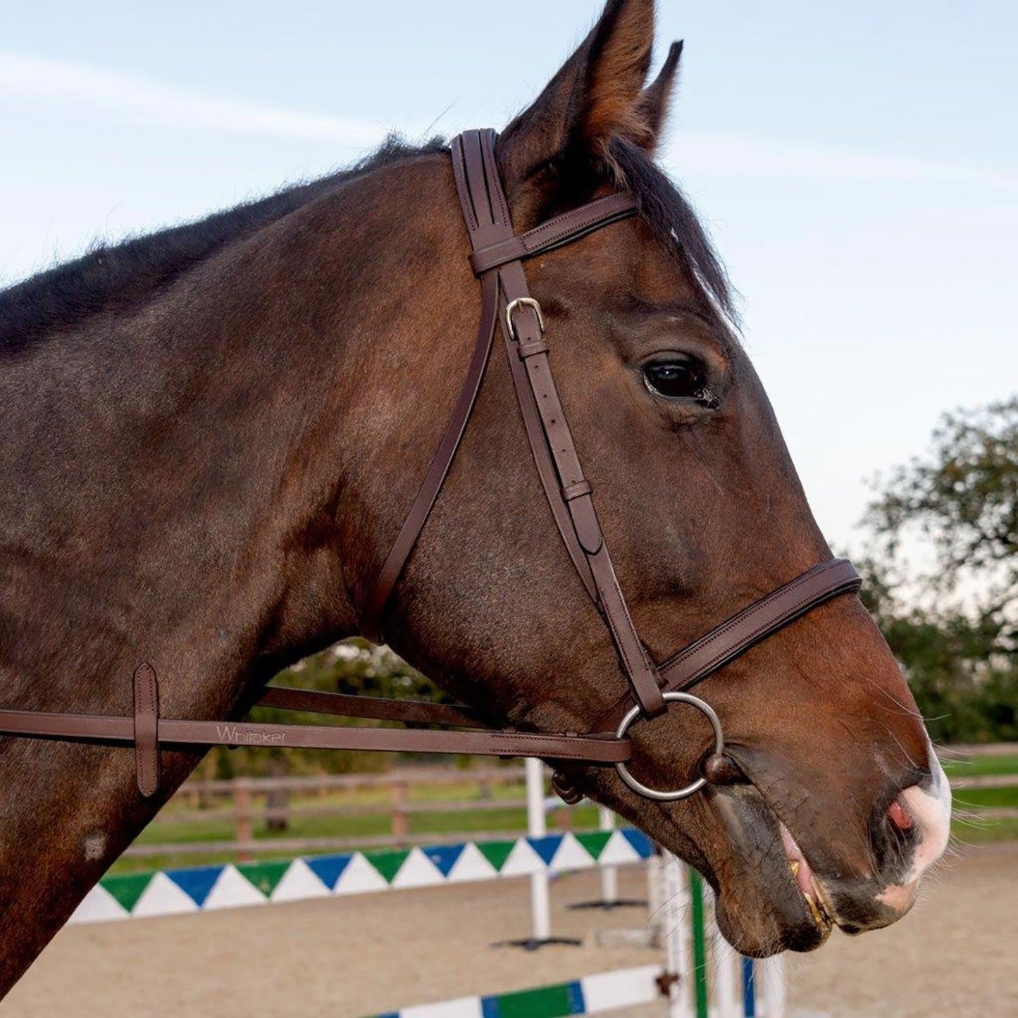 Whitaker Ready To Ride Snaffle Bridle Full Havana - Ormskirk Pets