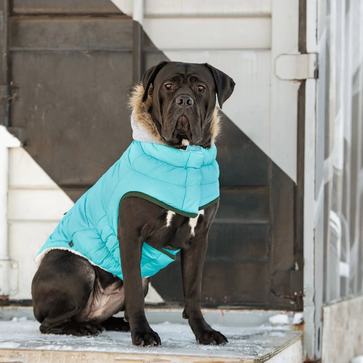 GF Pet Elasto-Fit Winter Sailor Parka Aqua