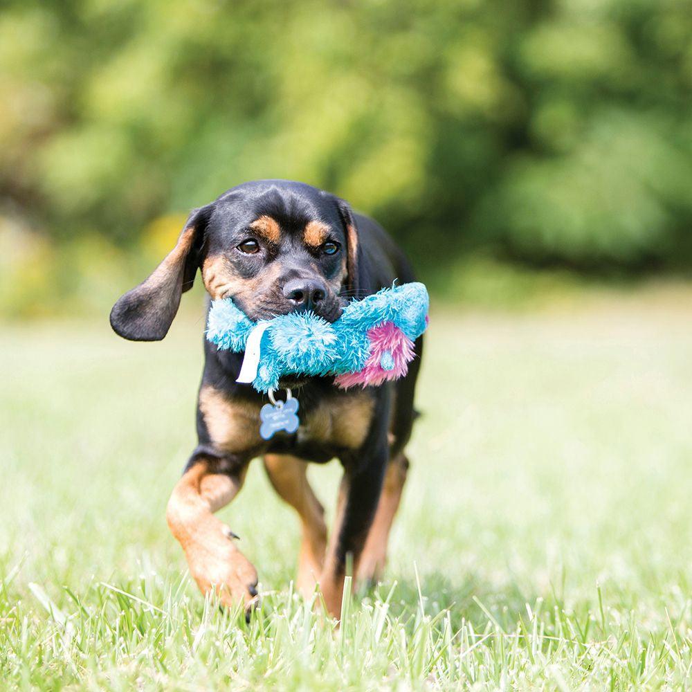 KONG Cozie Alligator - Ormskirk Pets