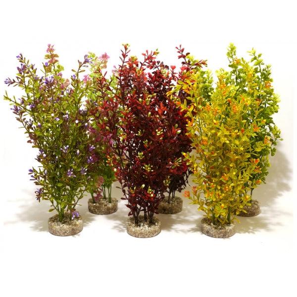 Rosewood Cocktail Plant Maxi - Ormskirk Pets