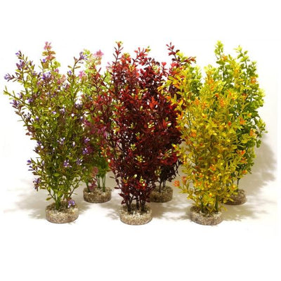 Rosewood Cocktail Plant Maxi - Ormskirk Pets