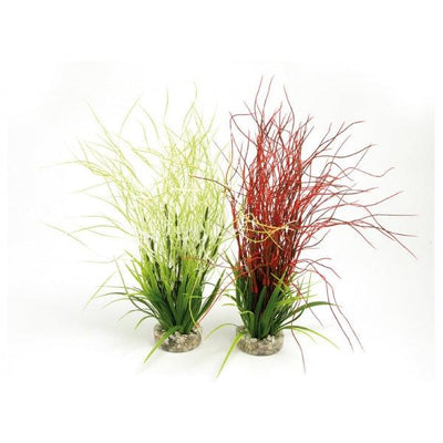 Rosewood Hair Grass Maxi Plant - Ormskirk Pets