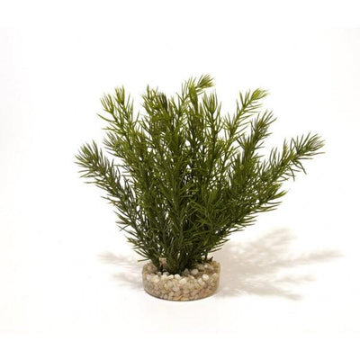 Rosewood Club Moss Large - Ormskirk Pets