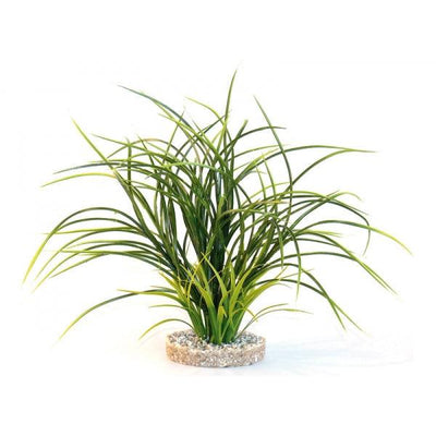 Rosewood Fan Grass - Ormskirk Pets