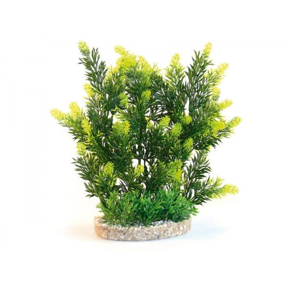 Rosewood Aquaplant Hedge - Ormskirk Pets