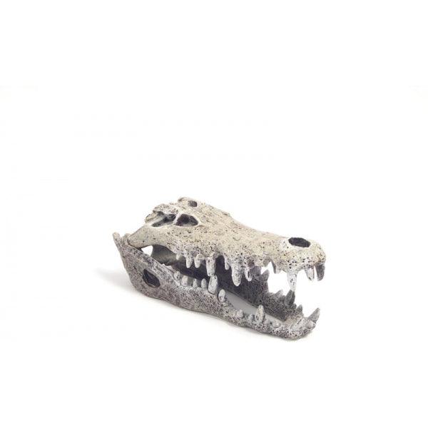 Rosewood Nile Crocodile Skull - Ormskirk Pets